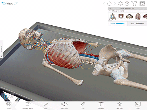 6 Tips to Help You Become a Human Anatomy Atlas Super User